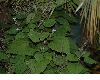 image of Plectranthus fruticosus