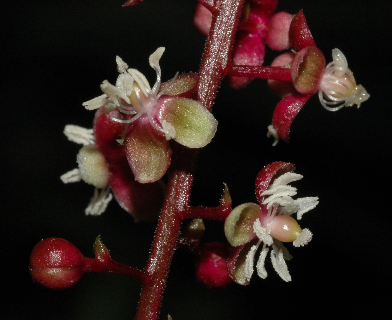 Phytolaccaceae Trichostigma peruvianum