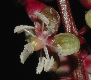 image of Trichostigma peruvianum