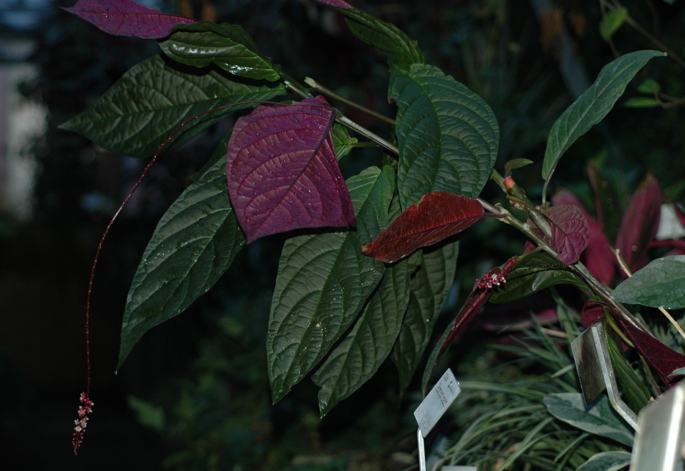 Phytolaccaceae Trichostigma peruvianum