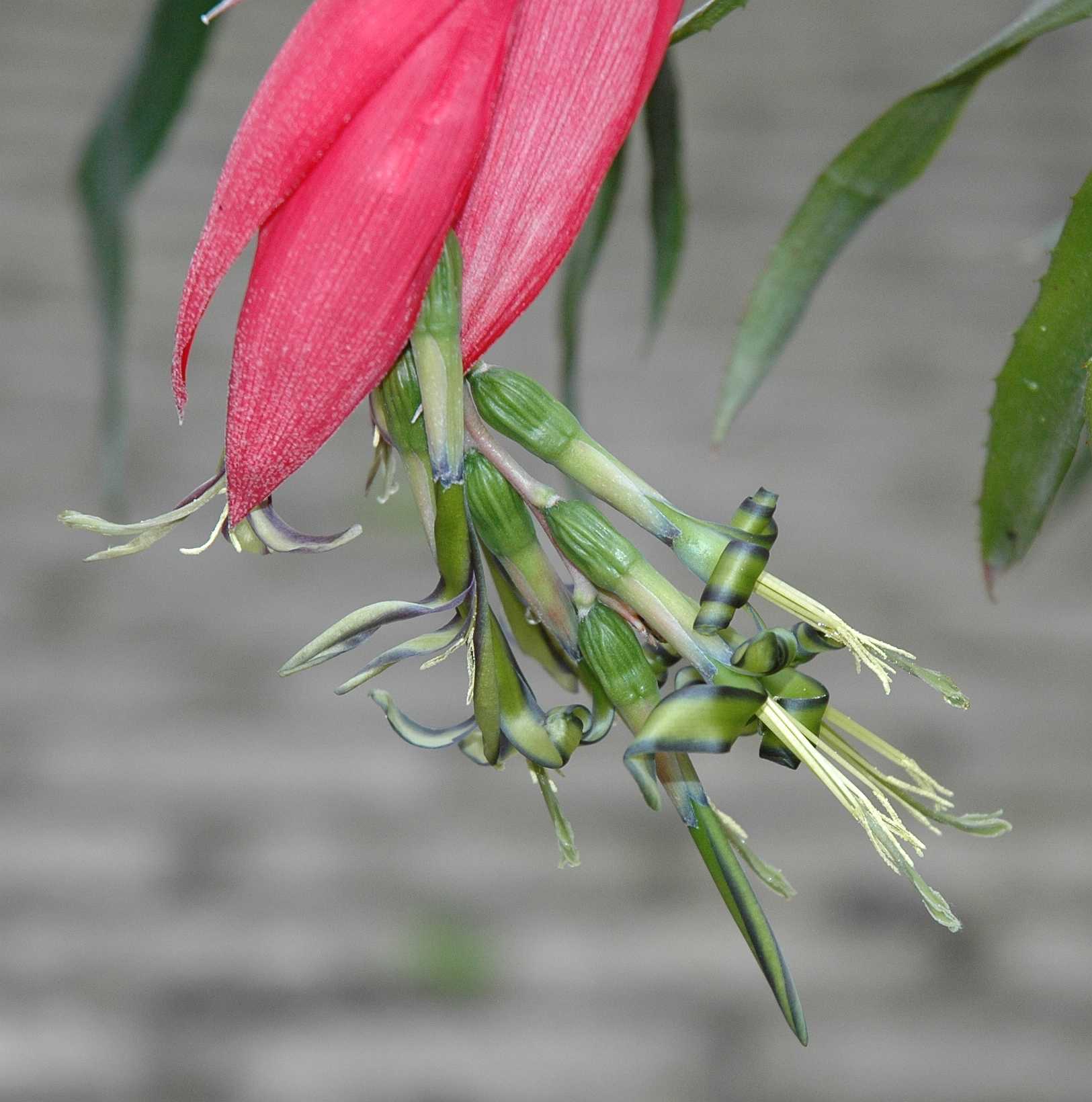 Bromeliaceae Billbergia nutans