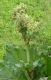 image of Rheum rhabarbarum