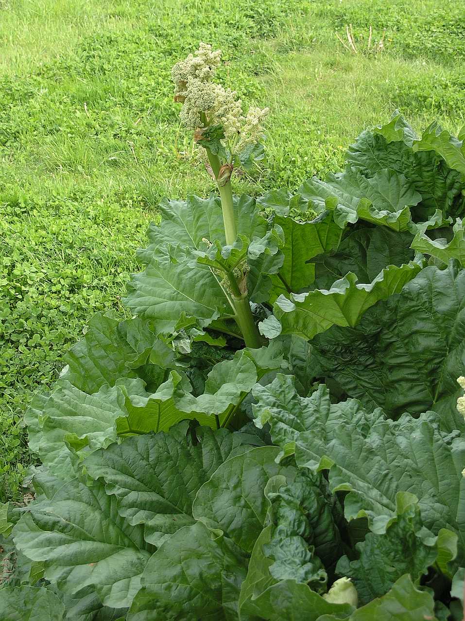 Polygonaceae Rheum rhabarbarum