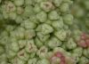 image of Rheum rhabarbarum