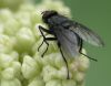 image of Rheum rhabarbarum