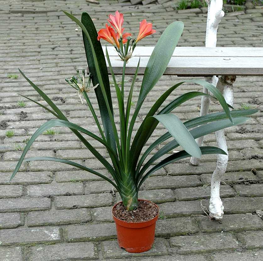 Amaryllidaceae Clivia miniata