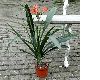 image of Clivia miniata