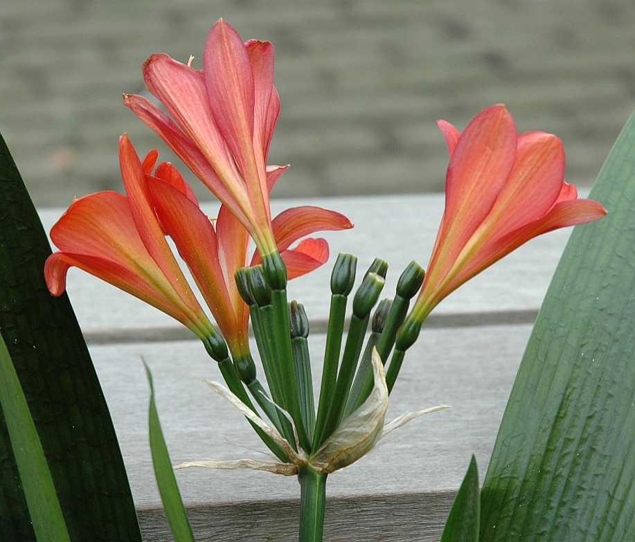 Amaryllidaceae Clivia miniata