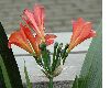 image of Clivia miniata