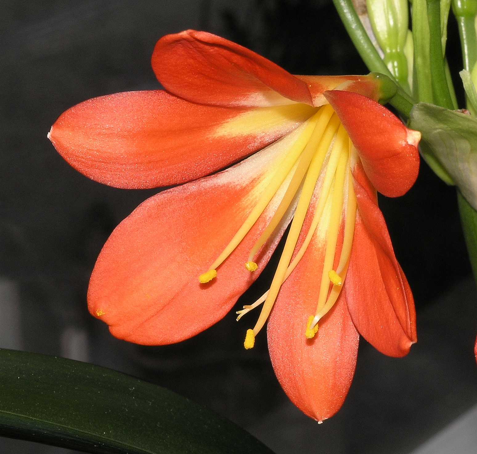 Amaryllidaceae Clivia miniata