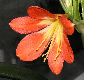 image of Clivia miniata
