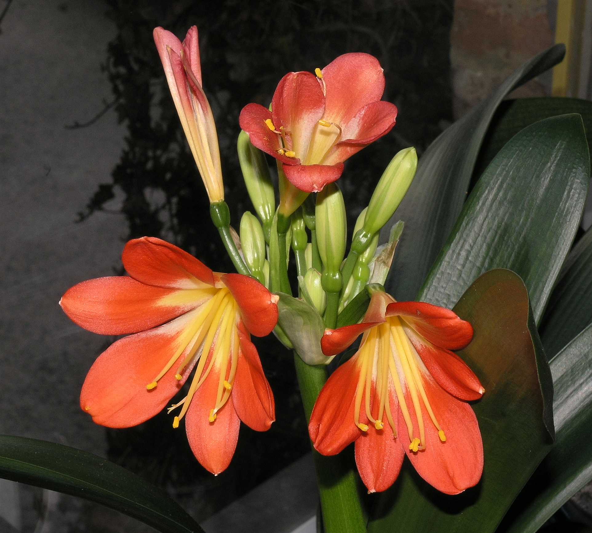 Amaryllidaceae Clivia miniata