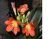 image of Clivia miniata