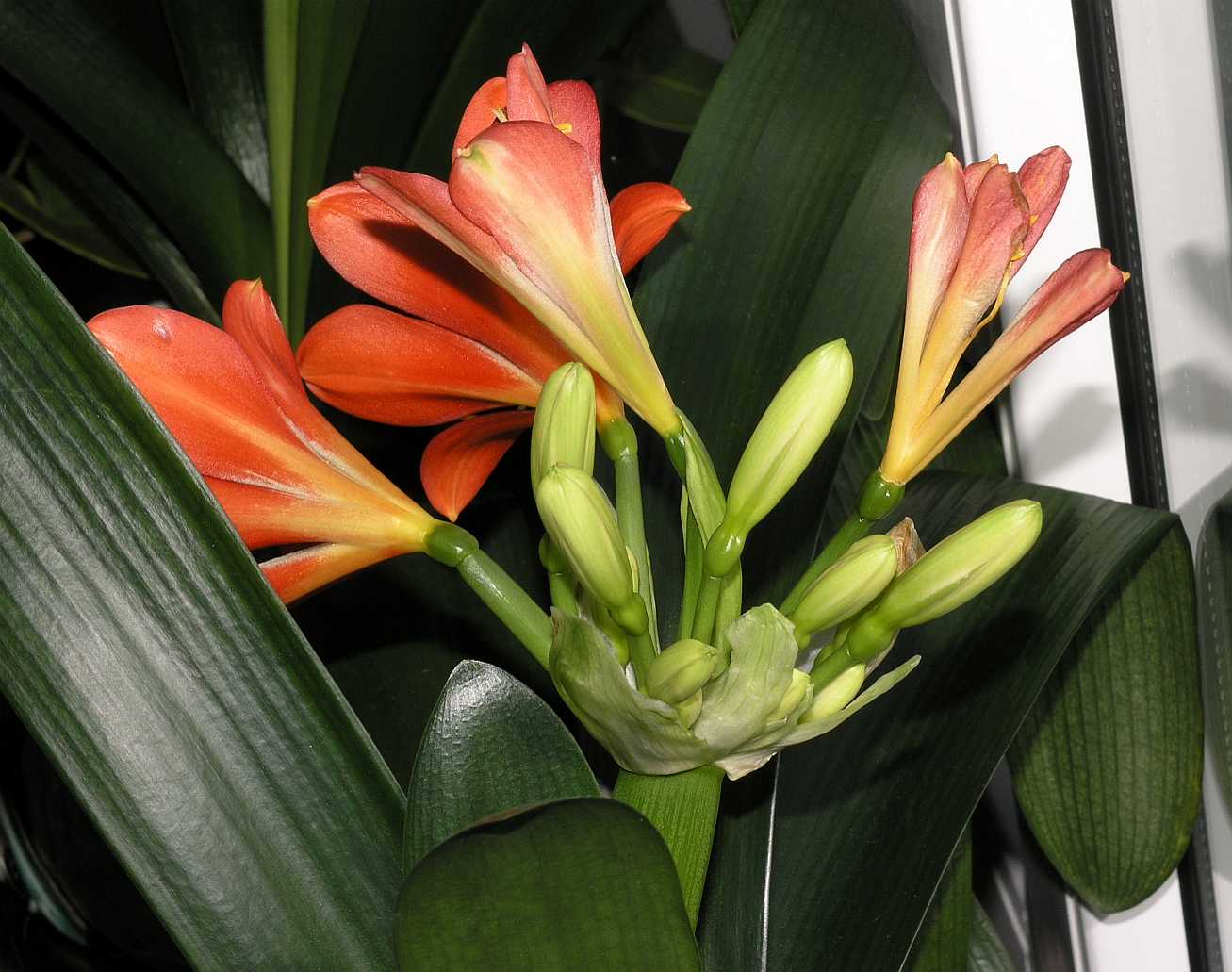 Amaryllidaceae Clivia miniata