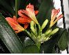 image of Clivia miniata