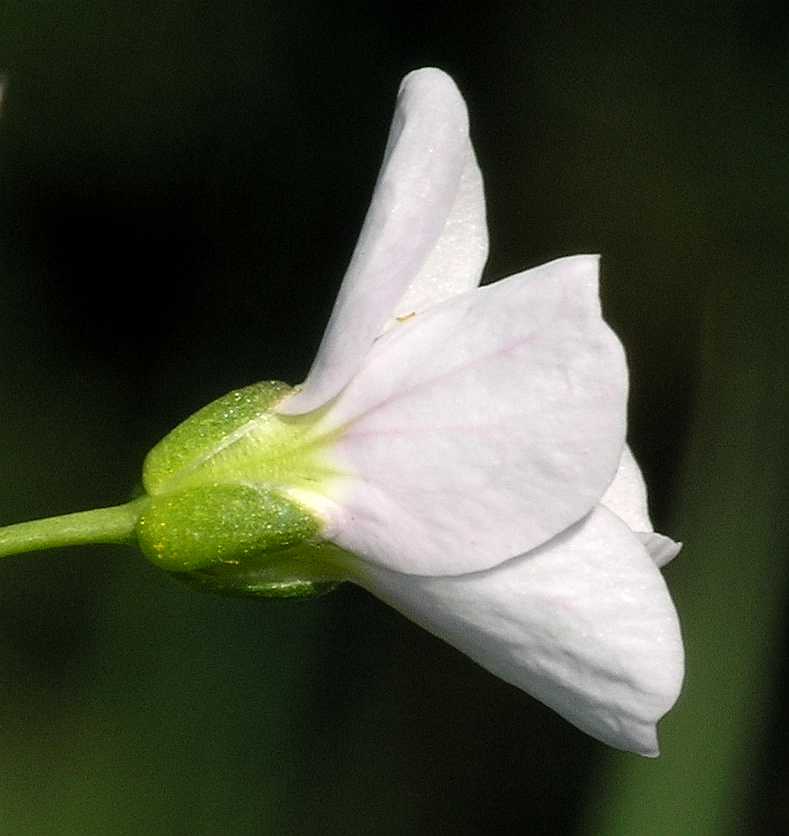 Brassicaceae Cardamine pratensis