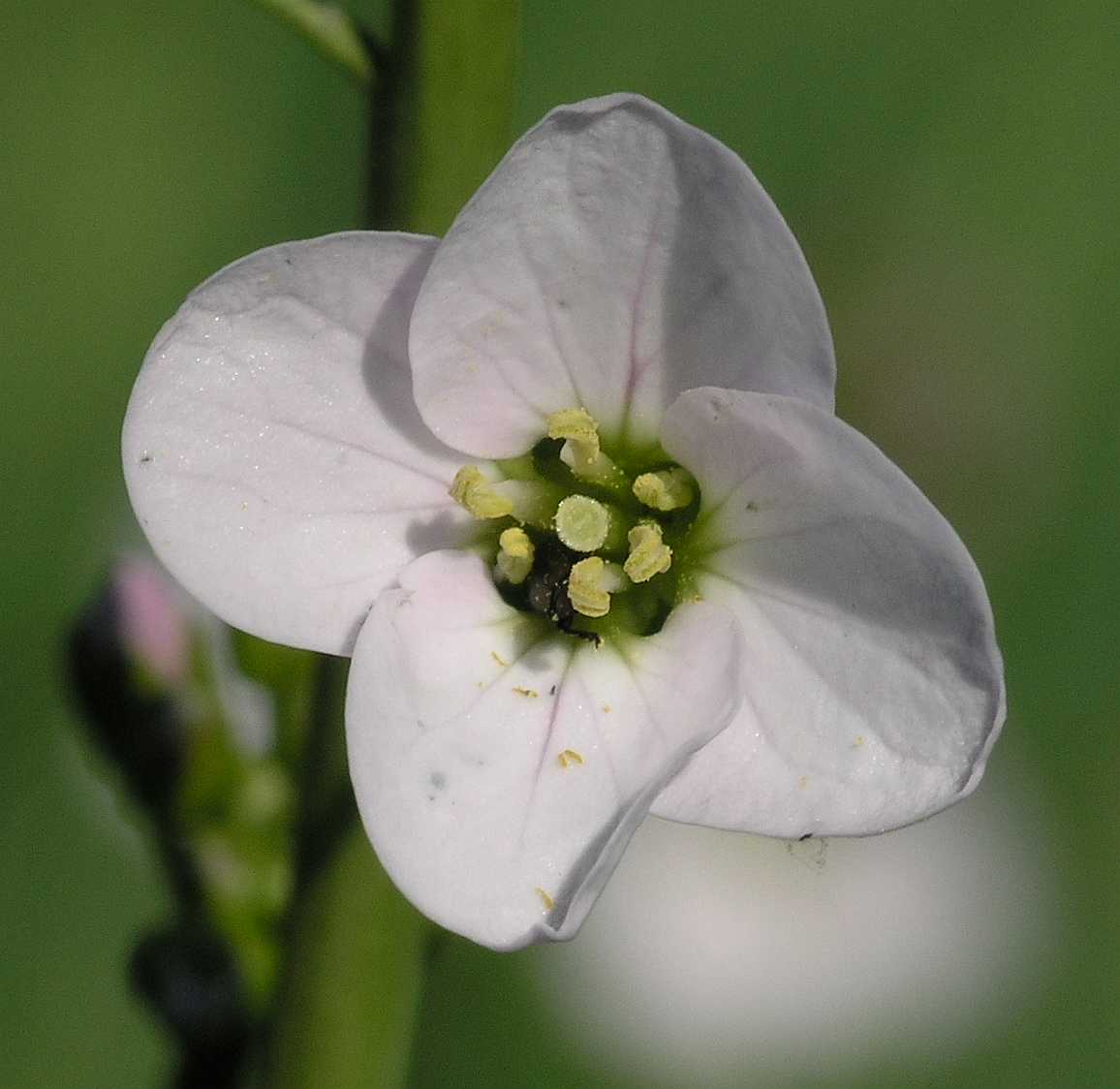 Brassicaceae Cardamine pratensis