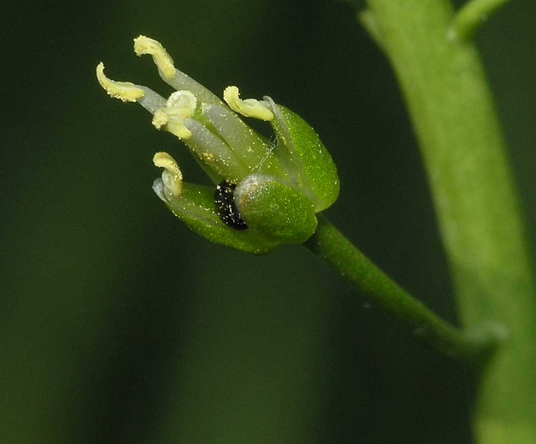 Brassicaceae Cardamine pratensis