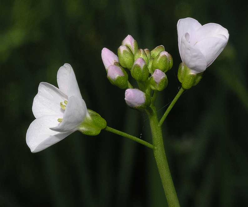 Brassicaceae Cardamine pratensis