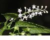 image of Rivina aurantiaca