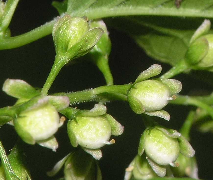 Phytolaccaceae Rivina aurantiaca