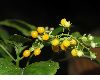 image of Rivina aurantiaca