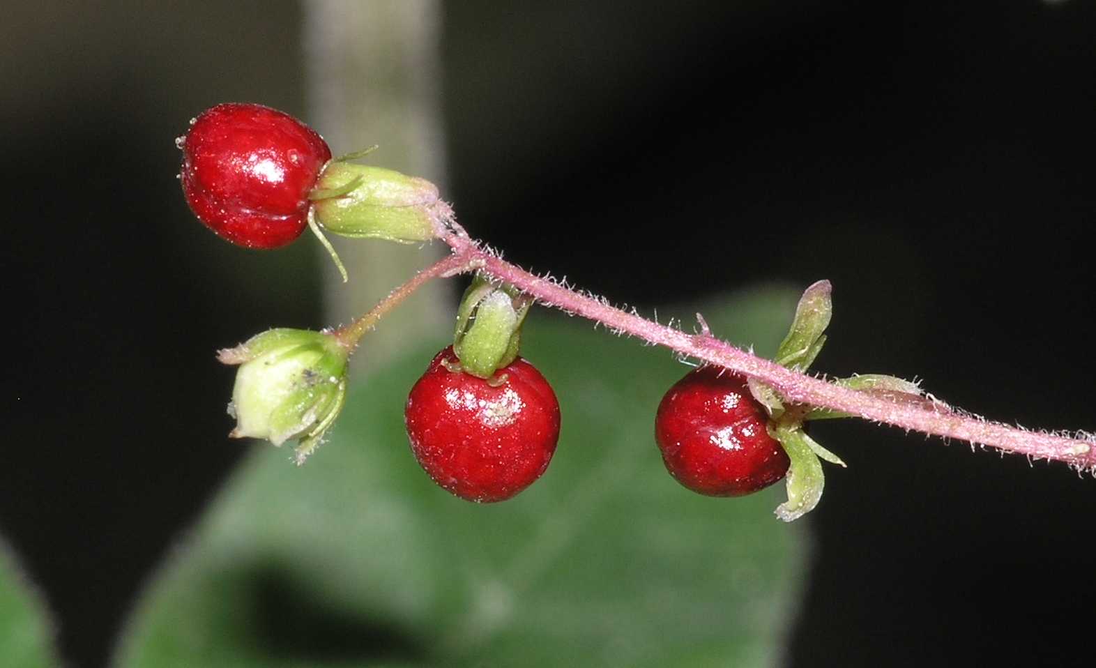 Phytolaccaceae Rivina humilis