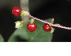 image of Rivina humilis