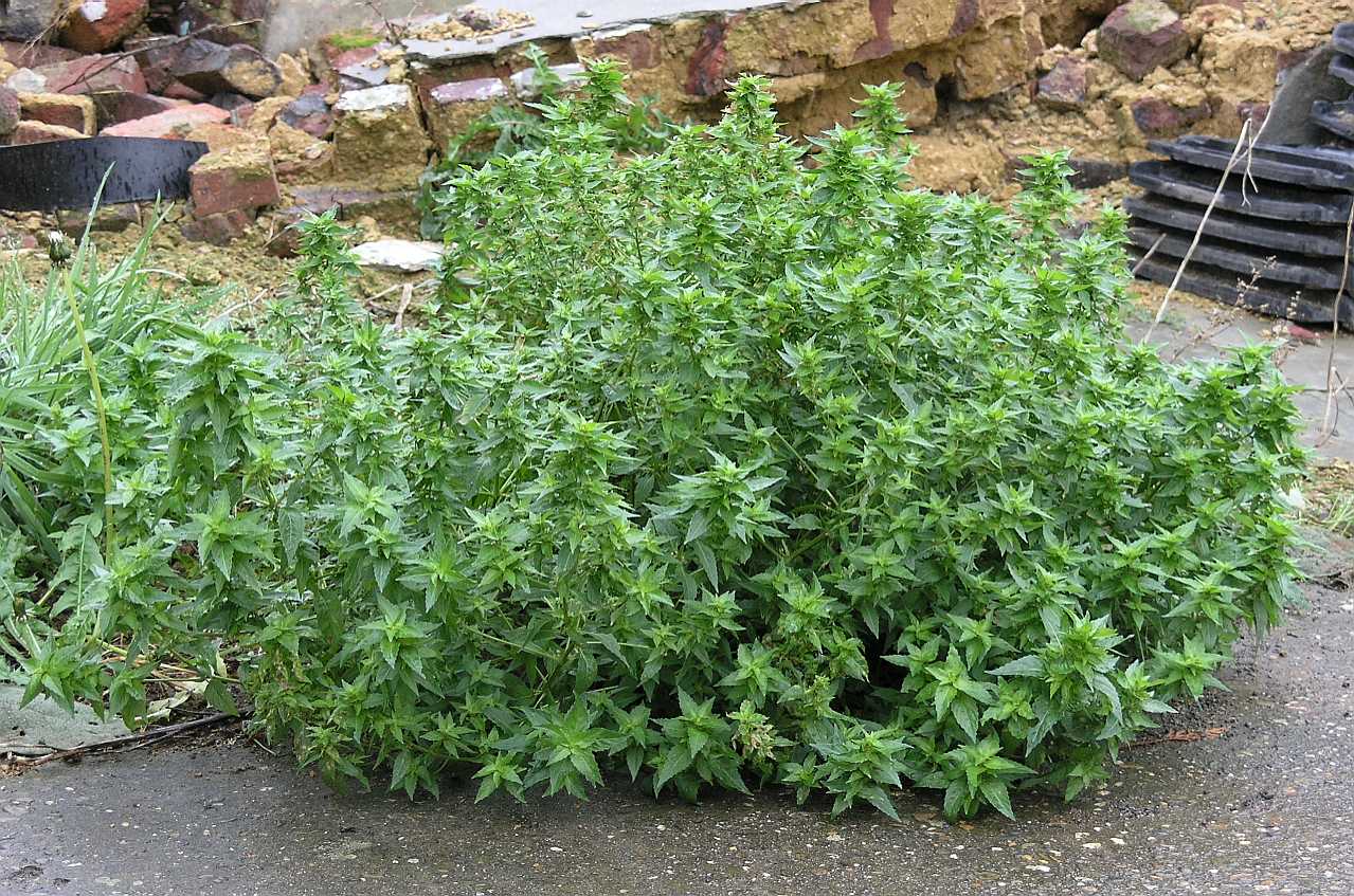 Euphorbiaceae Mercurialis annua