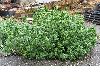image of Mercurialis annua