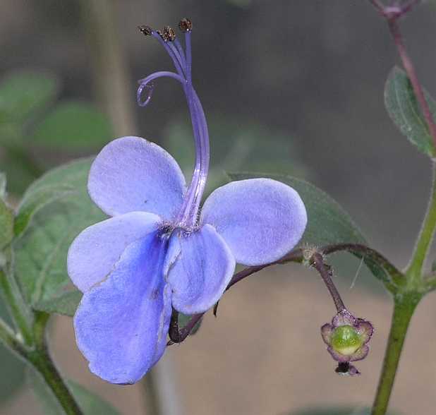 Lamiaceae Clerodendrum myricoides