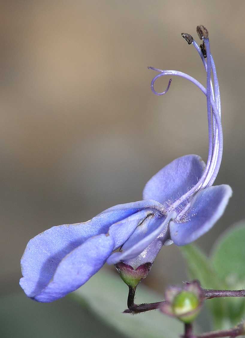 Lamiaceae Clerodendrum myricoides