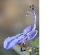 image of Clerodendrum myricoides