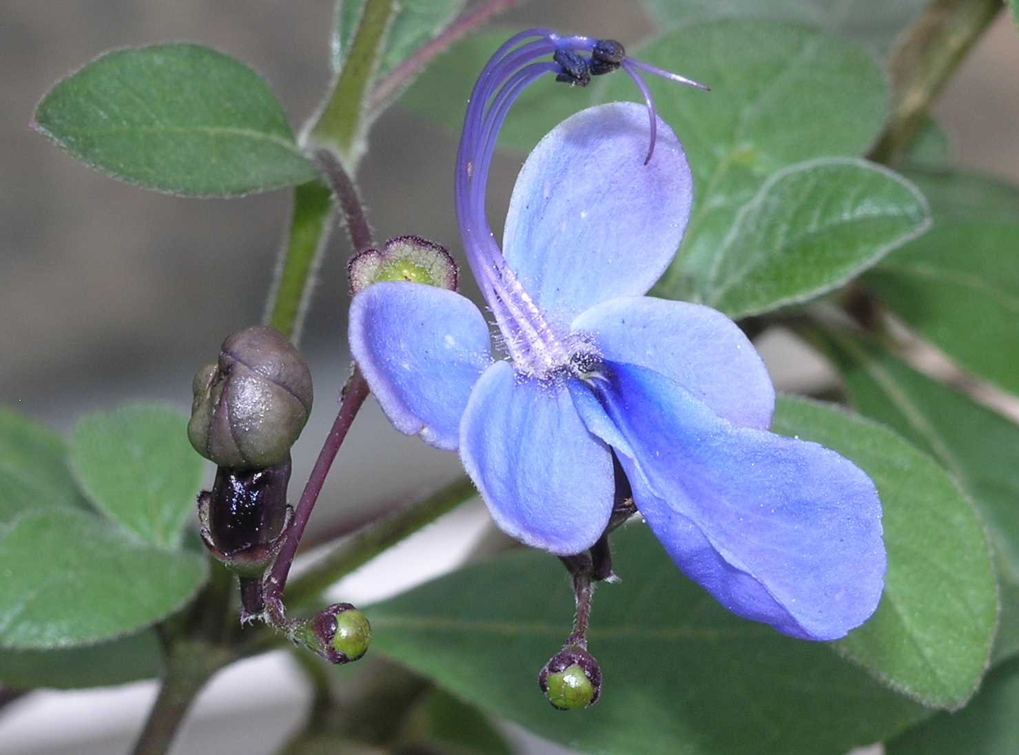 Lamiaceae Clerodendrum myricoides