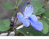 image of Clerodendrum myricoides