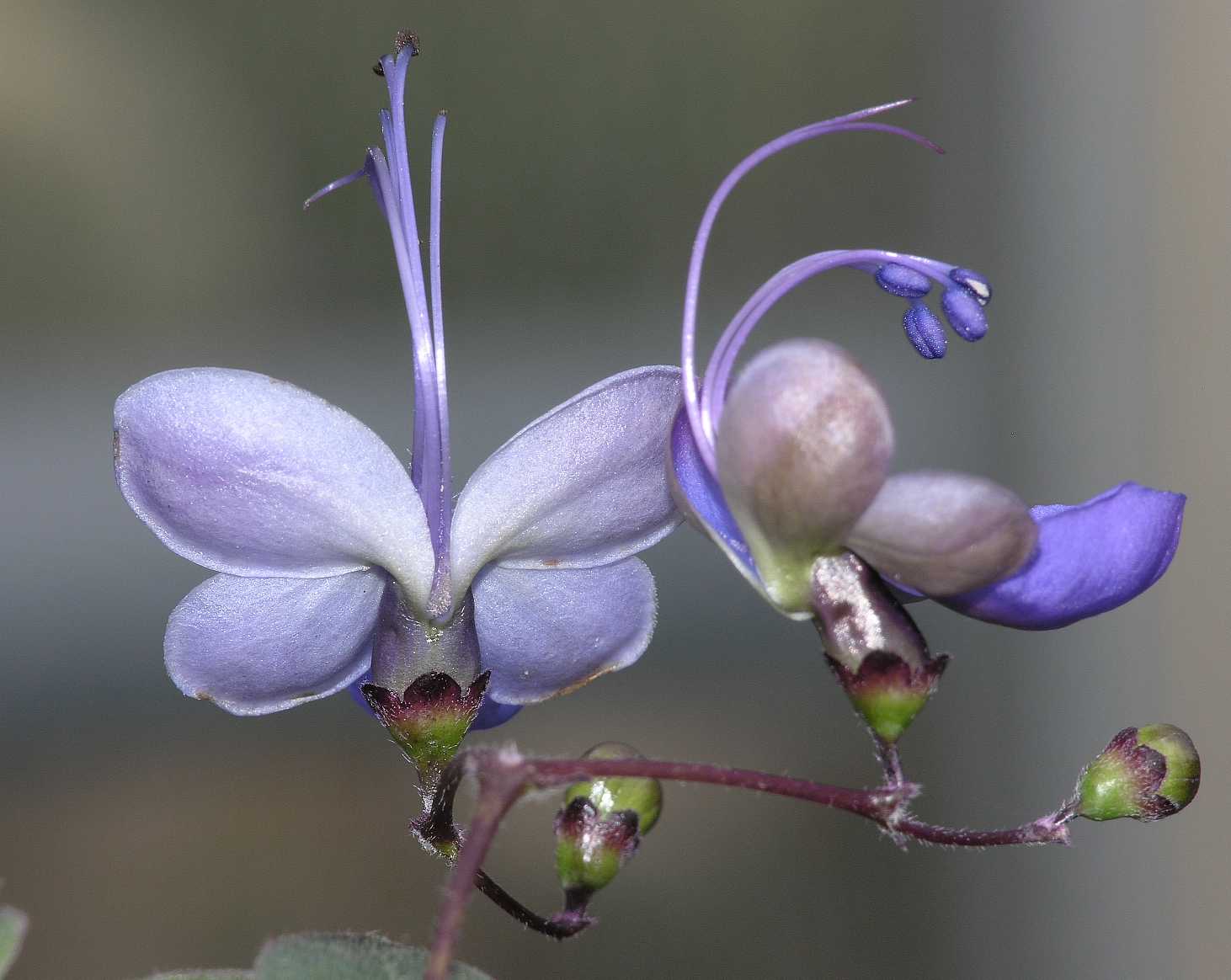 Lamiaceae Clerodendrum myricoides