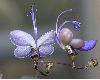 image of Clerodendrum myricoides