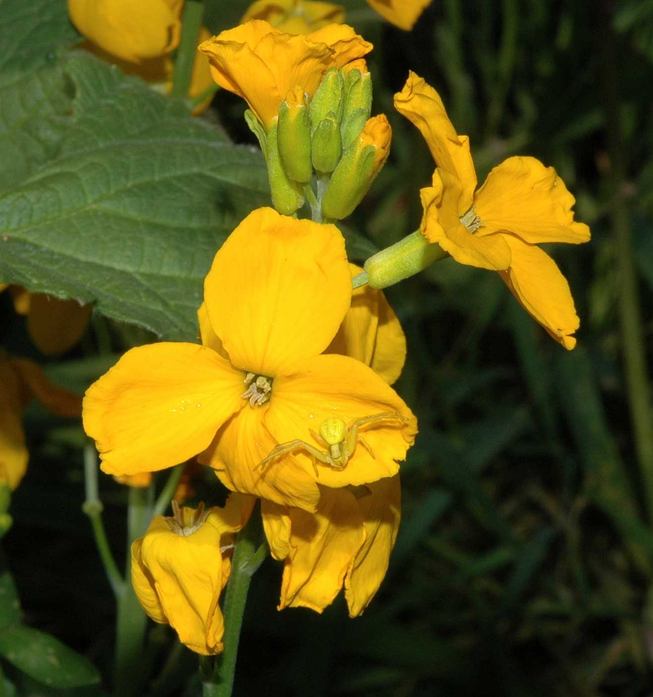 Thomisidae  