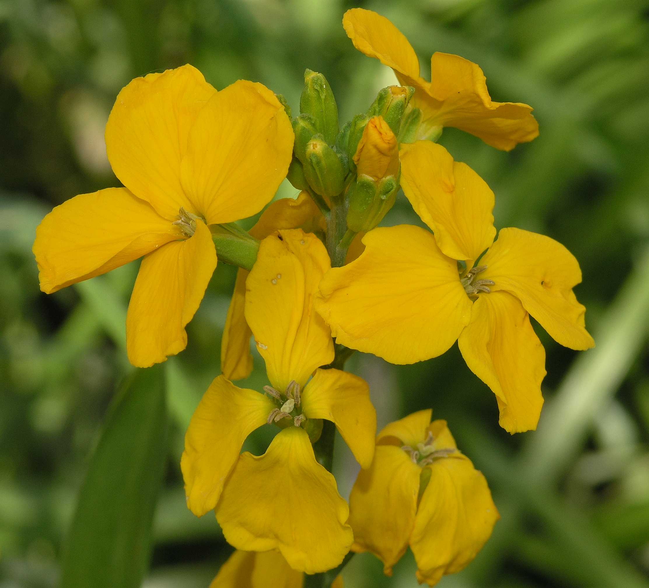 Brassicaceae Cheiranthus cheirii