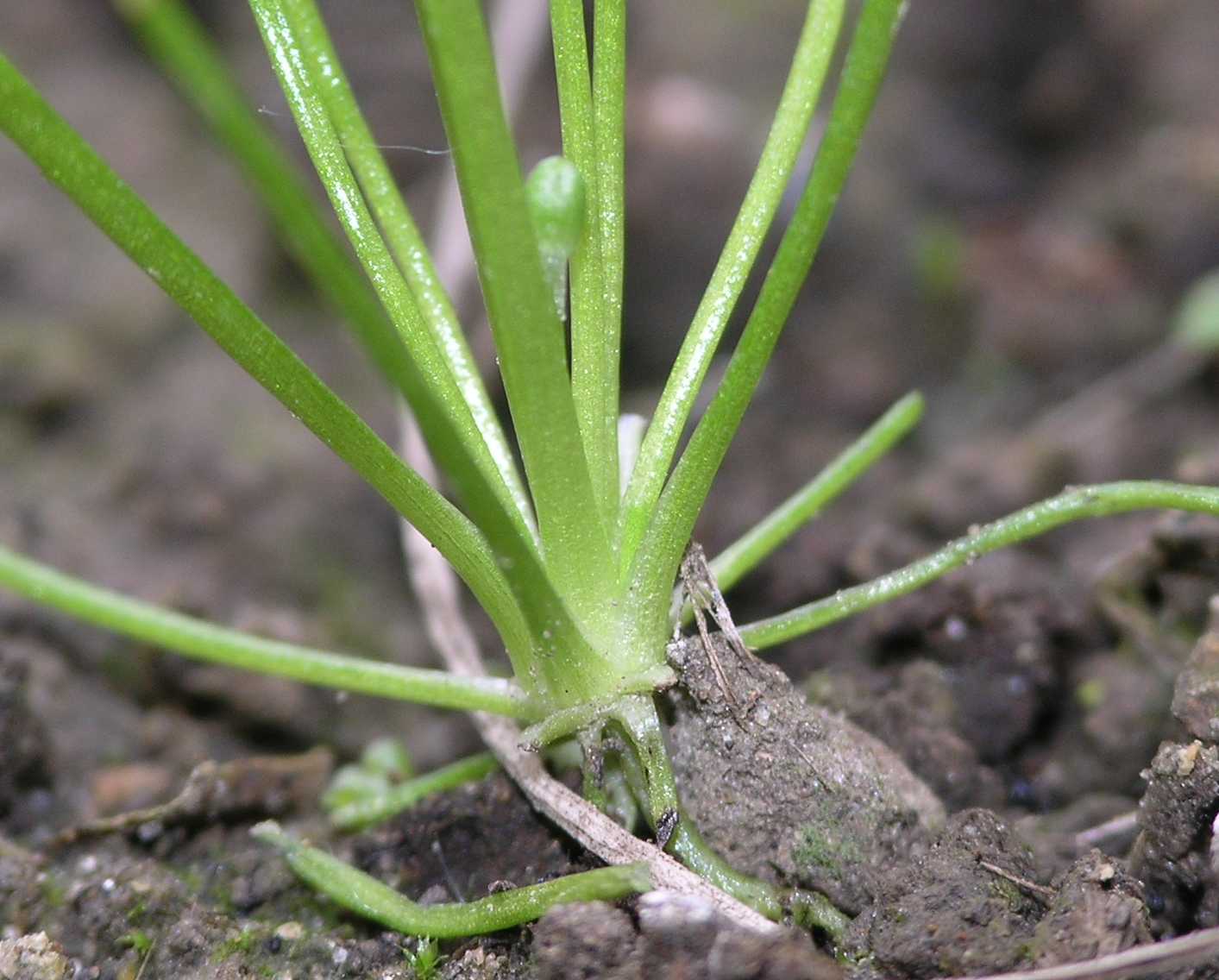 Ranunculaceae Myosurus minimus