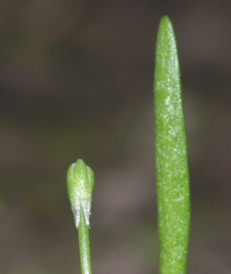 Ranunculaceae Myosurus minimus