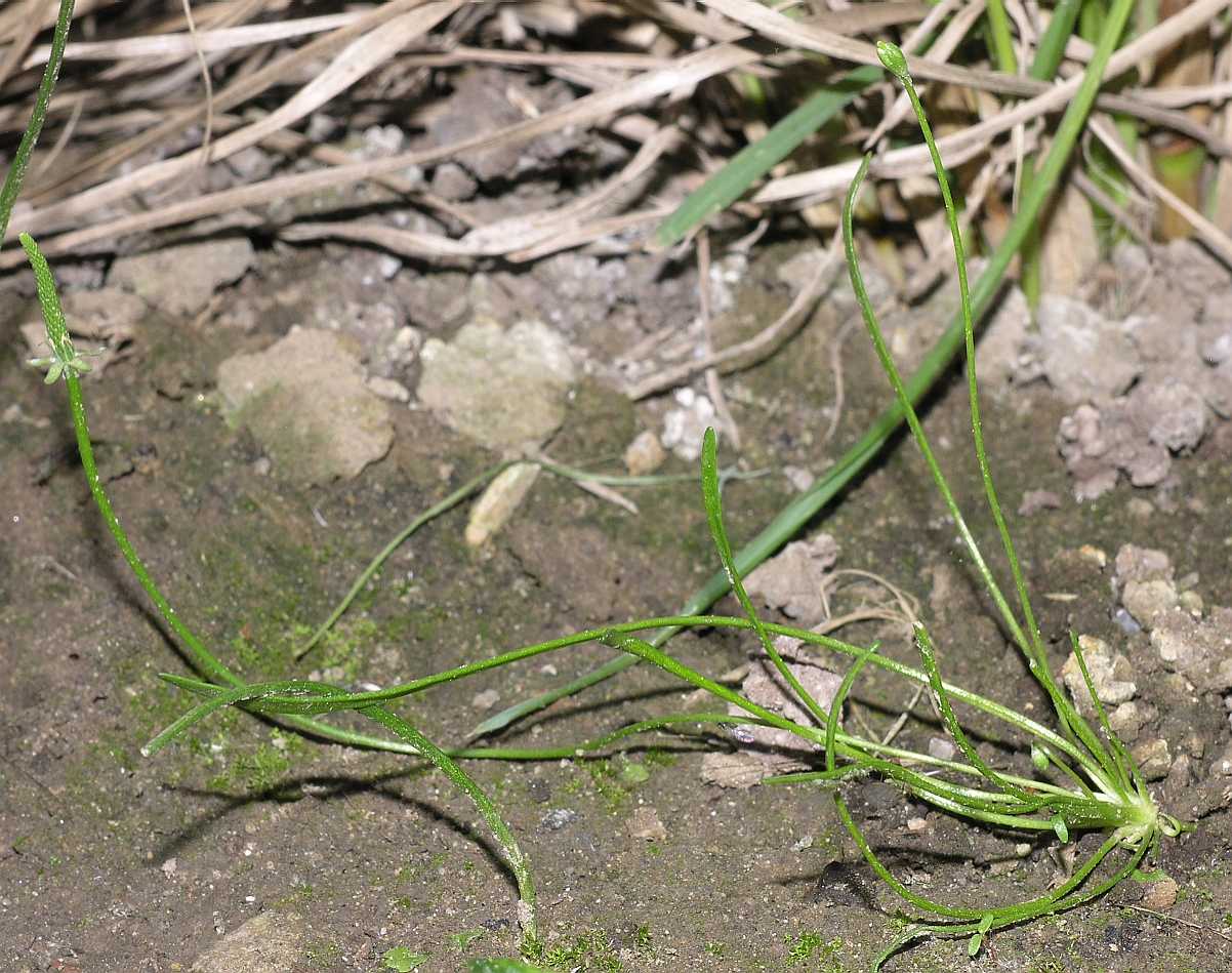 Ranunculaceae Myosurus minimus