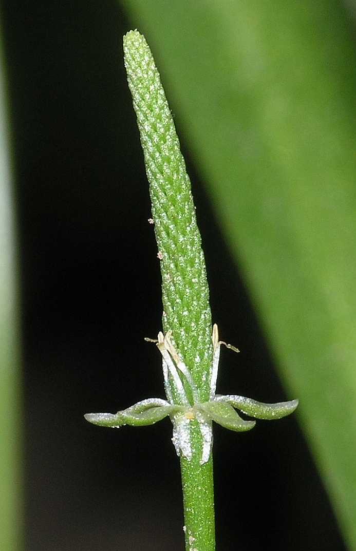Ranunculaceae Myosurus minimus