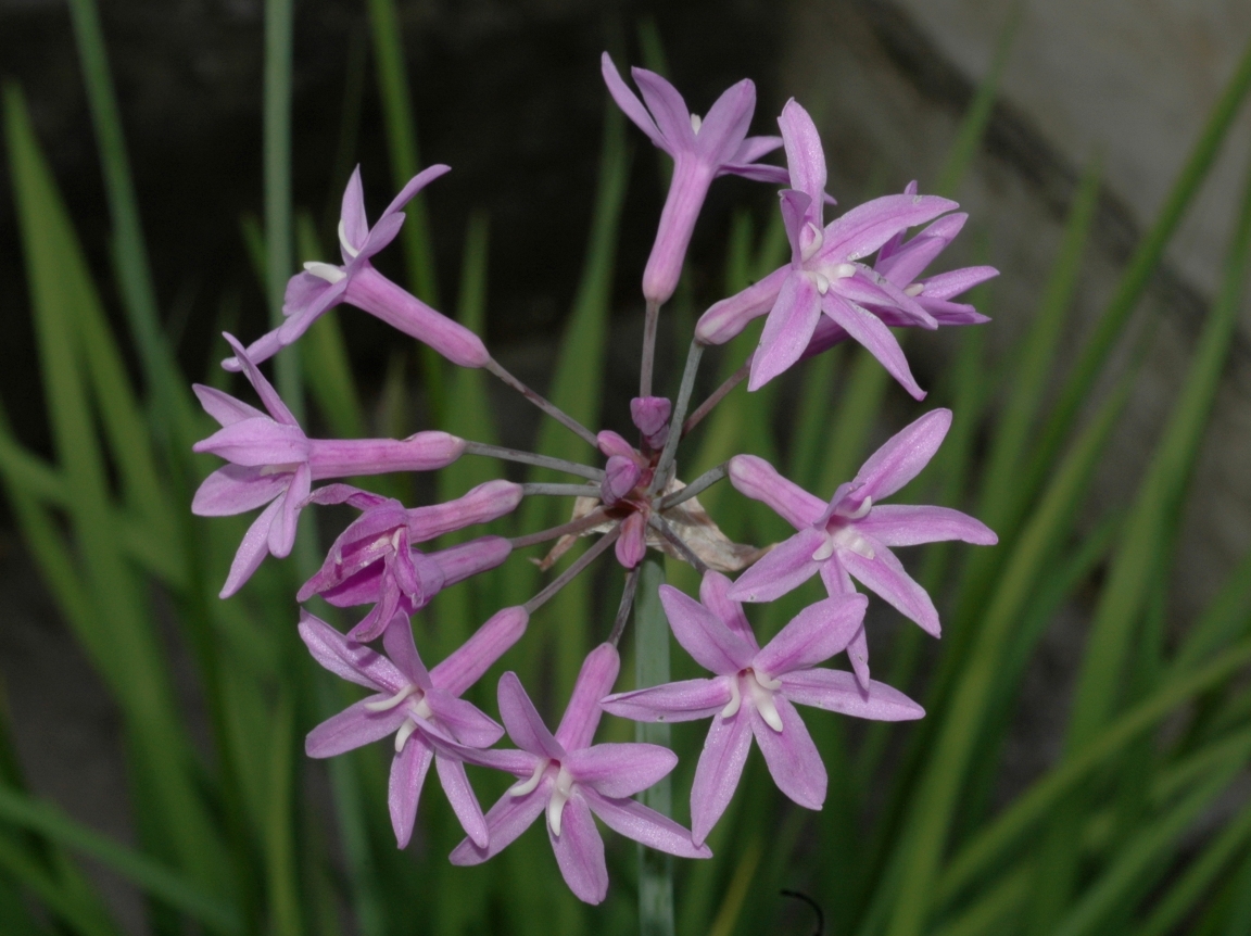 Amaryllidaceae Tulbaghia violacea