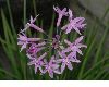 image of Tulbaghia violacea