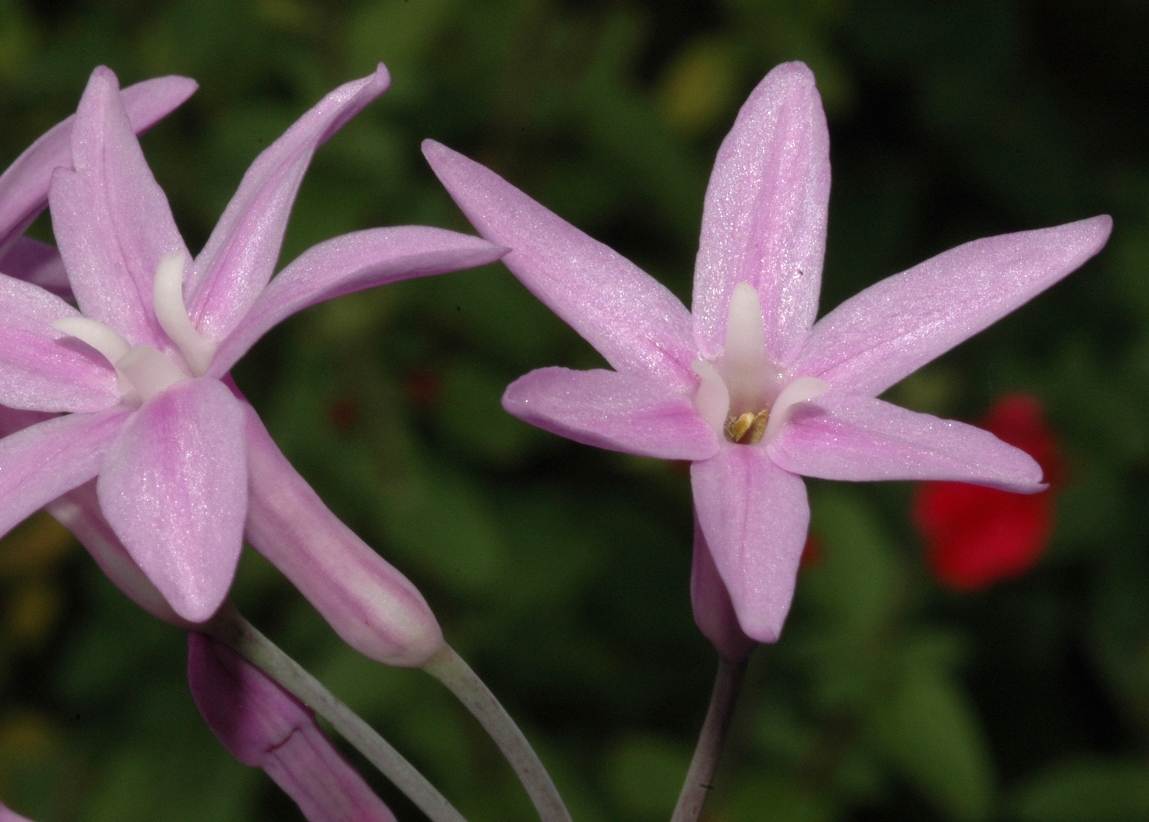 Amaryllidaceae Tulbaghia violacea