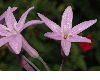 image of Tulbaghia violacea
