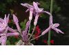 image of Tulbaghia violacea