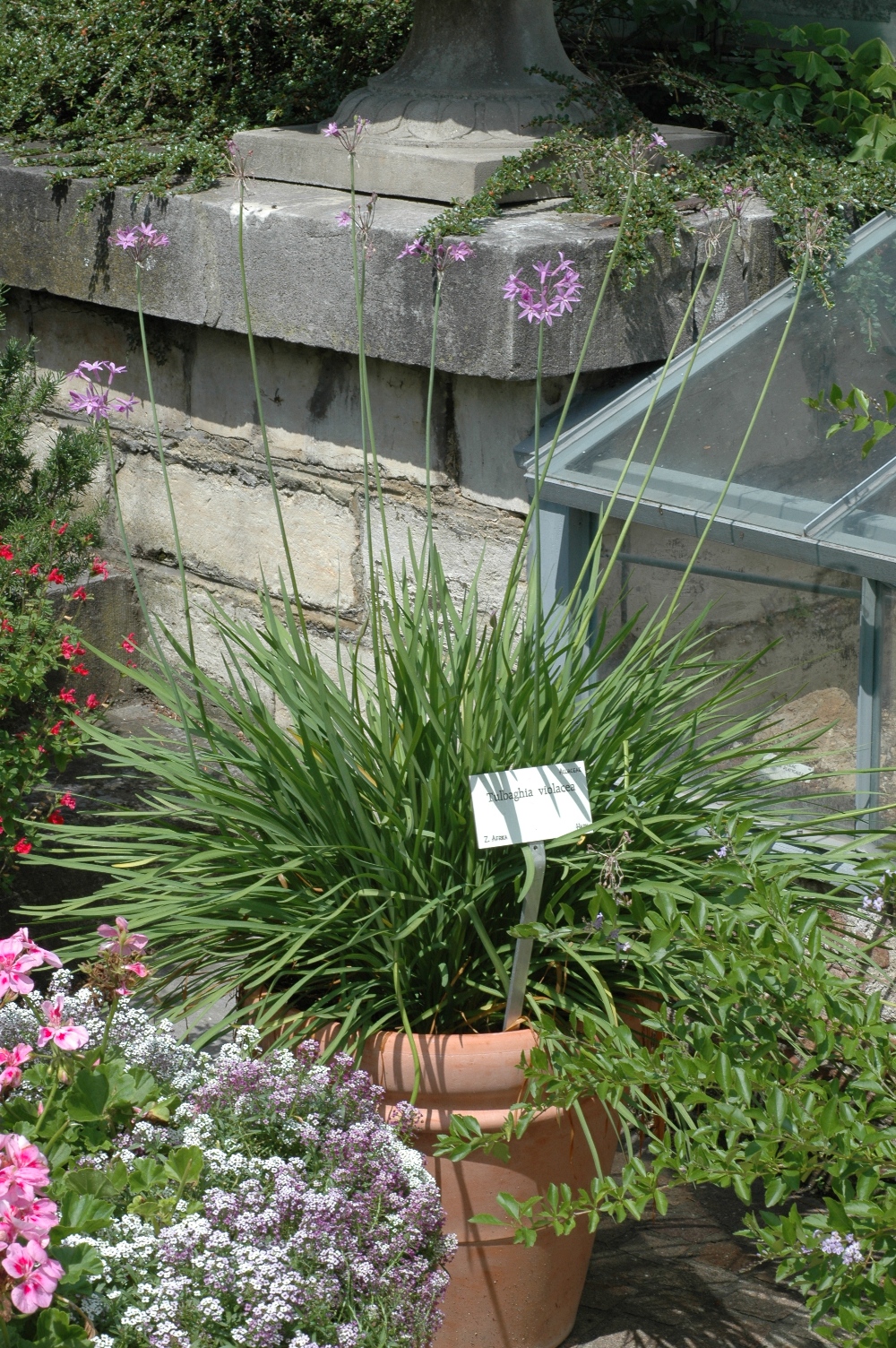 Amaryllidaceae Tulbaghia violacea
