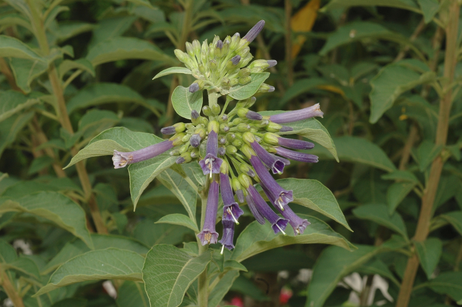 Solanaceae Iochroma cyaneum